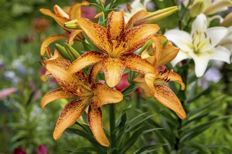 Lily Transplanting Learn How To Divide And Transplant Lilies