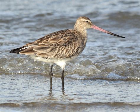 Bar-tailed Godwit | BIRDS in BACKYARDS