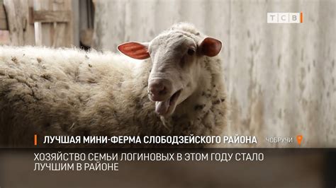 Лучшая мини-ферма Слободзейского района - YouTube