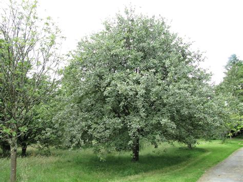 Sorbus aria | Whitebeam, Mountain ash, Chess apple - Van den Berk Nurseries