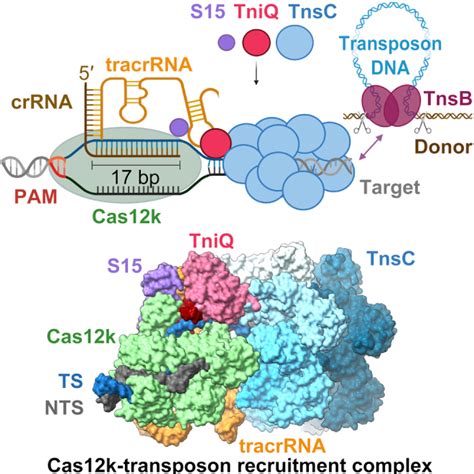 Structural Basis For The Assembly Of The Type V Crispr Associated