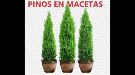 Pino En Maceta Aprende C Mo Tener Y Cuidar Esta Planta De Forma