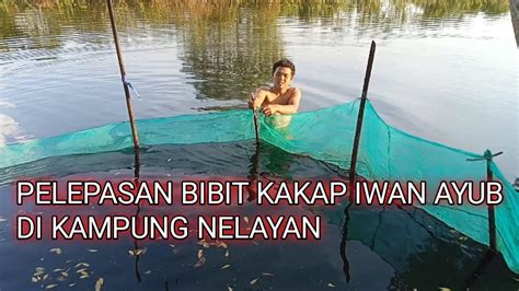 Pelepasan Bibit Kakap Di Kolam Iwan Ayub Di Kampung Nelayan Youtube