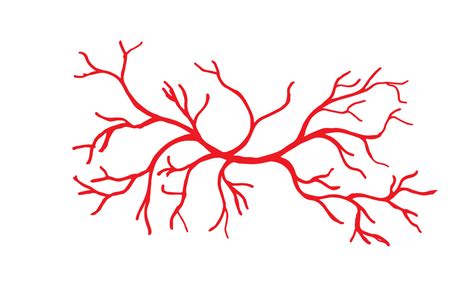 Human Veins and Arteries Illustration 12828001 Vector Art at Vecteezy