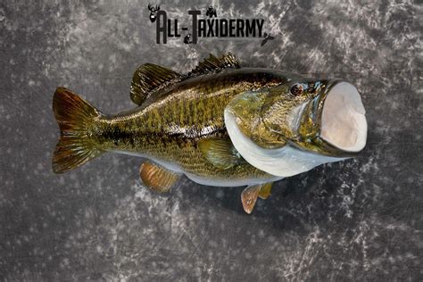 Largemouth Bass Taxidermy For Sale Sku 1172 All Taxidermy