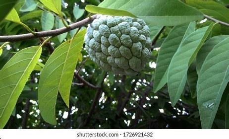 Atis Very Popular Fruit Philippines Other Stock Photo 1726921432 | Shutterstock