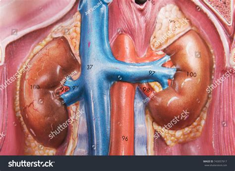 Kidney Anatomy Model Stock Photo 743057917 | Shutterstock