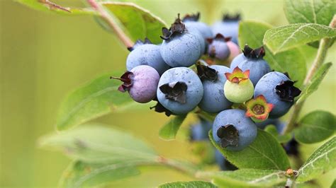 How To Grow Blueberries From Seeds Storables