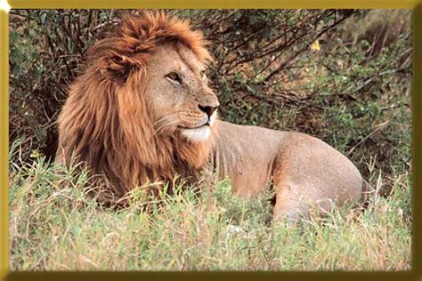Congolese Spotted Lion