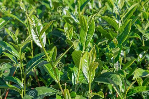 Unique Background With Fresh Green Tea Leaves Tea Hill Tea Production