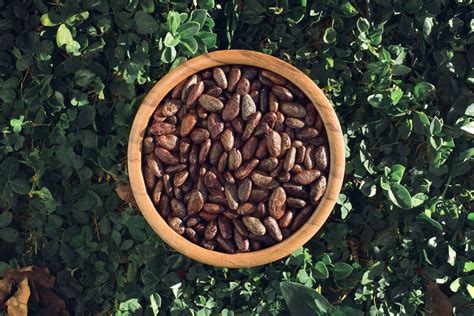 What are Cacao Nibs and Tips for Buying Cacao Nibs | Cosmic Cacao