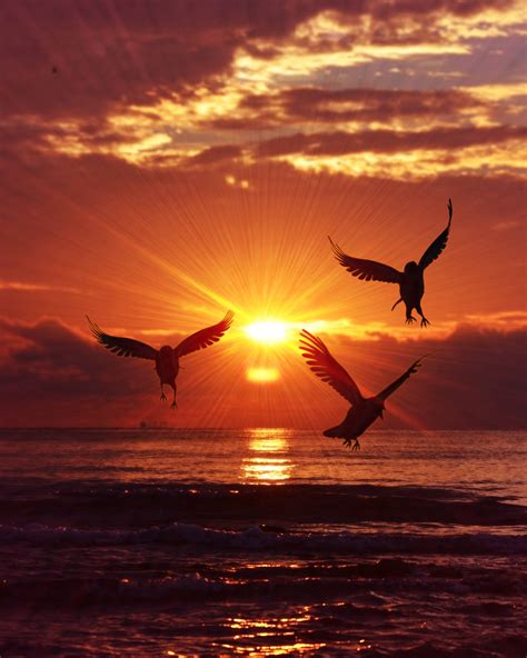 Birds Flying Sunrise