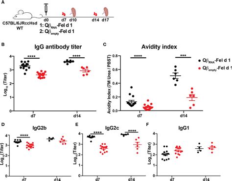 Frontiers Tlr Signaling Shapes And Maintains Antibody Diversity Upon