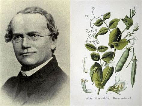 Sabías que el padre de la genética Gregor J Mendel hizo grandes