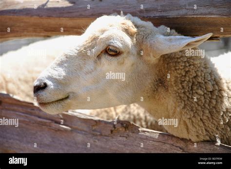 Sheep Head Hi Res Stock Photography And Images Alamy