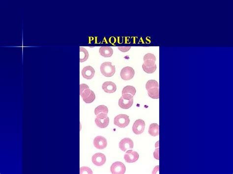 La Sangre Hematopoyesis 1 16 Pptbqjejbqjehbrks PPT