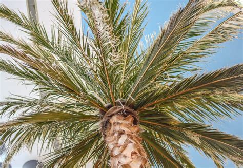 Palmera Verde Grande Aislada En El Fondo Blanco Imagen De Archivo