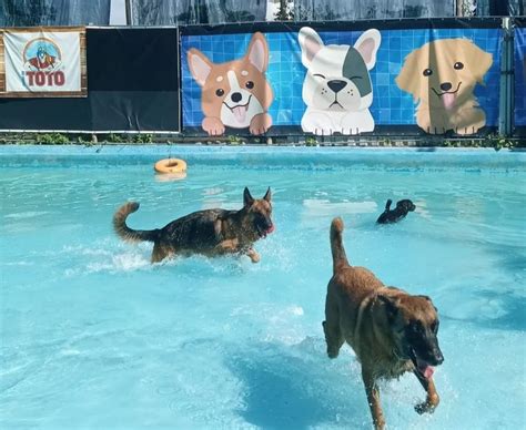 PET PARK É REABERTO NO QUIOSQUE DA CÉLIA NA BARRA DA TIJUCA