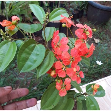 Jual Bibit Tanaman Bunga Rambat Bohemia Rambat Red Trailing Bauhinia