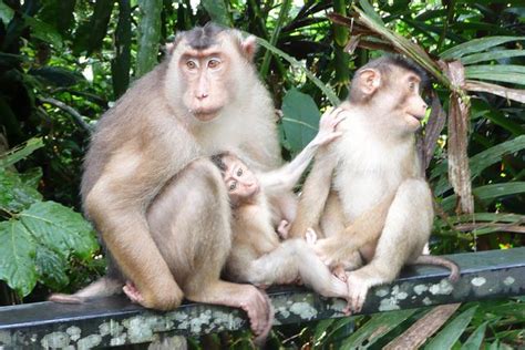 Flora and Fauna of the Borneo Rainforest | Borneo rainforest ...