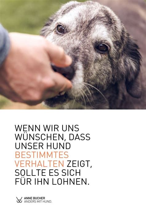 Belohnungen Im Hundetraining H Ndchen Training Hundetraining Hunde