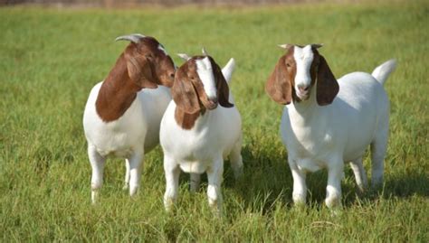 Raising Meat Goats 101 A Beginner S Guide To Raising Goats For Meat