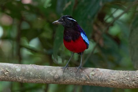 wildlife in Borneo · Free Stock Photo