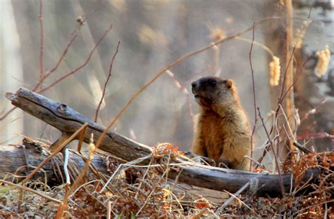 Лесостепной сурок – Marmota kastschenkoi (Stroganov et Yudin, 1956 ...