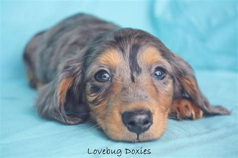 Michigan Dachshund Breeder Black And Tan Dapple Long Hair Doxie Lovebugdoxies  Dachshund