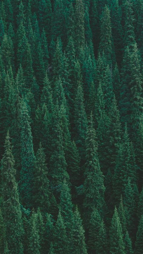 Trees Forest Green Wallpaper - [1080x1920]