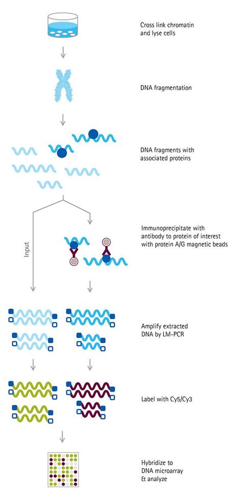 Genome Wide Chip Life Science Research Merck