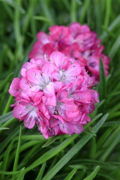 Armeria Maritima Armada Rose Strand Grasnelke