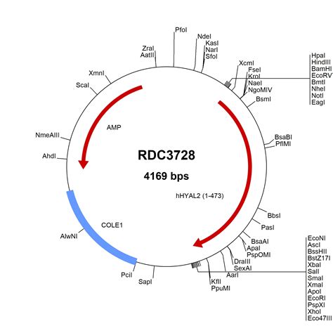 Human Hyaluronidase 2 HYAL2 NP 003764 3 VersaClone CDNA RDC3728 R D