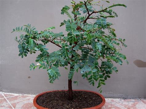 Tamarindo Tamarindus Indica