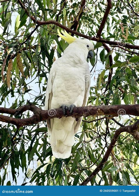 Sulphur Crested Cockatoo In Sydney`s Royal Botanic Garden Australia