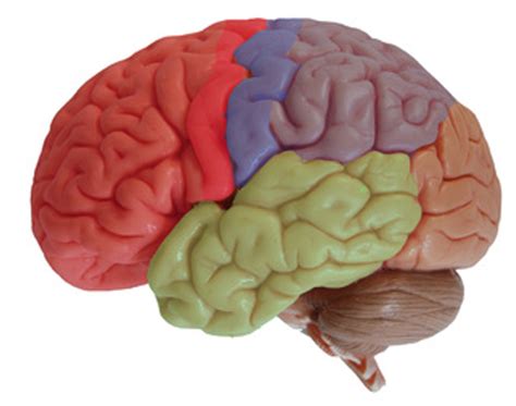 Cerebrum Diagram | Quizlet