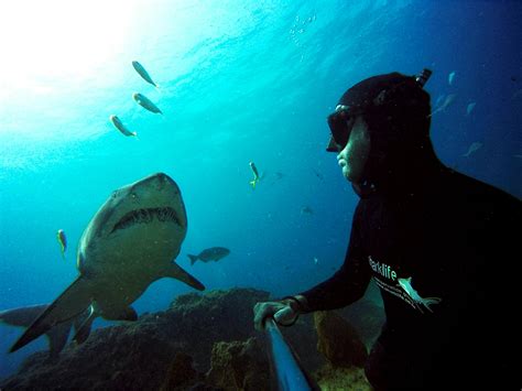 Sharklife Conservation Group | Volunteer Abroad 2025 | Volunteer World