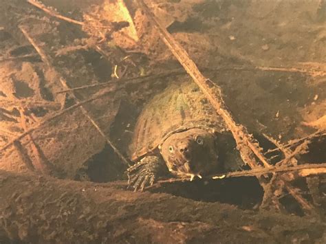 Intermediate Musk Turtle In March By Grover J Brown Sternotherus