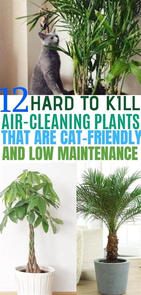 Pin By Abigayle Dach On Outdoor Decor In Air Cleaning Plants