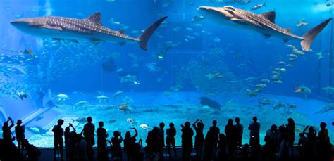 Largest And Most Astonishing Aquariums In The World