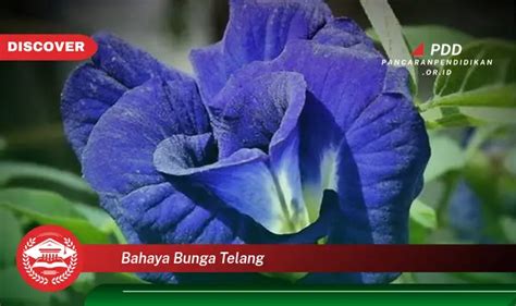 Intip 5 Bahaya Bunga Telang Yang Wajib Diketahui