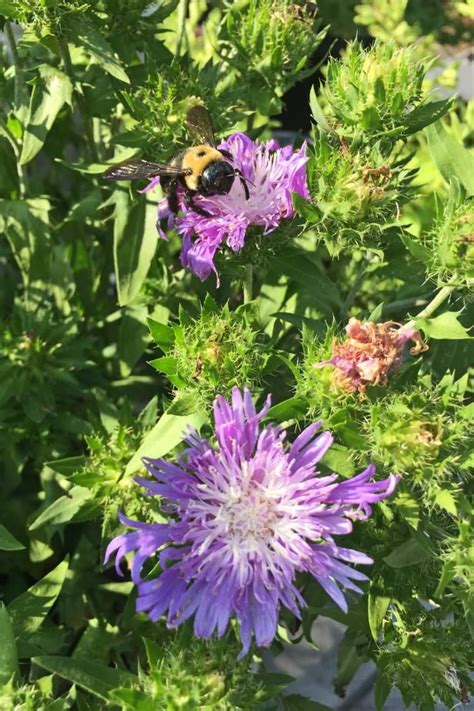 How To Make A Container Garden For Pollinators HGTV In 2022