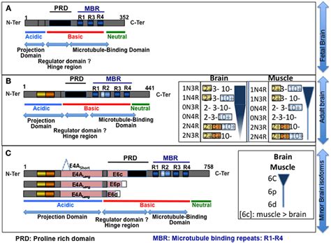 Schematic Of The Tau Isoforms A B Isoforms Primarily Expressed In