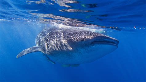 Watch 30 Foot Whale Shark Surprises Florida Fisherman ‘biggest Ive