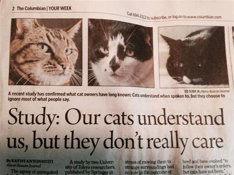 Is That Really News Lolcats Lol Cat Memes Funny Cats Funny