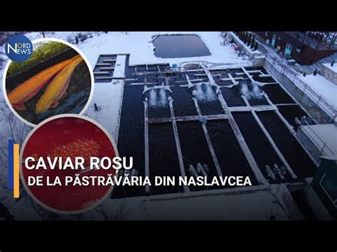 CAVIAR ROȘU DE LA PĂSTRĂVĂRIA DIN NASLAVCEA YouTube