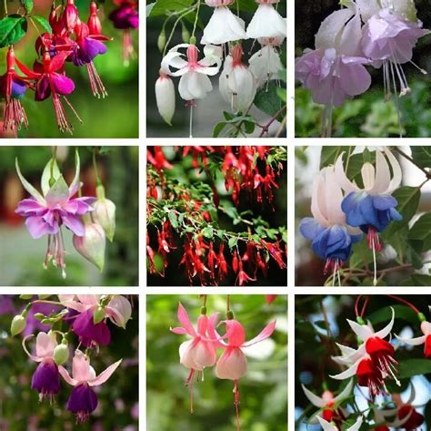 Multi-Varieties Fuchsia Flower Seeds, 100pcs/pack | Flower seeds ...