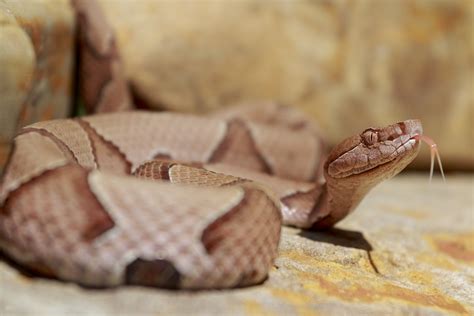 Baby Copperheads Will Emerge Earlier In North Carolina Due To Warmer