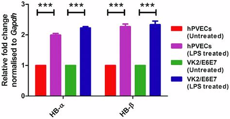 qPCR analysis of Hb α and Hb β expression in hPVECs and VK2 E6E7 cells