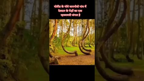 दनय क सबस खतरनक जगल Top 10 largest forest in the world The